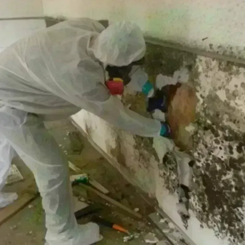 Mold Remediation and Removal in Genoa City, WI